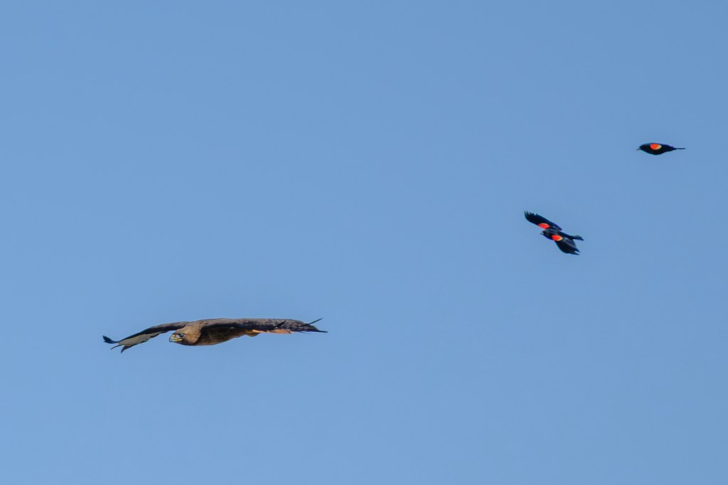 A hawk flying in the sky with two smaller birds, likely red-winged blackbirds, flying nearby.