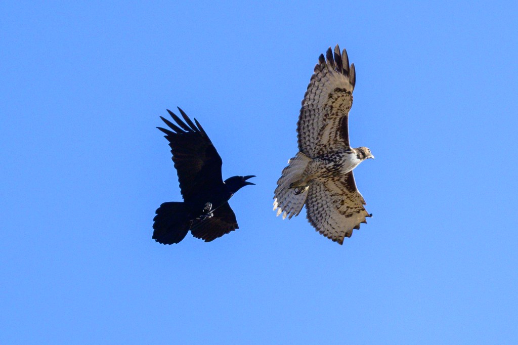 A black crow and a brown hawk flying against a clear blue sky.