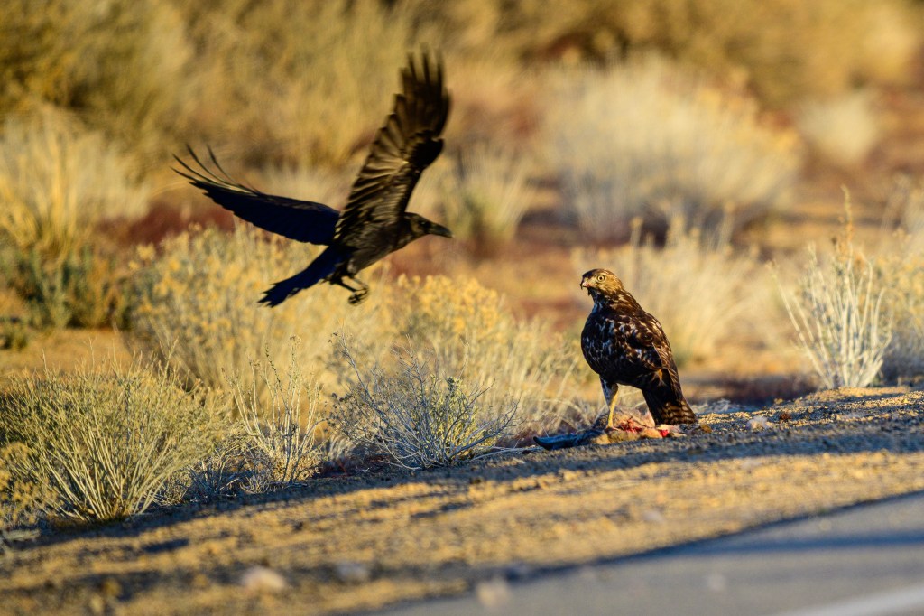 A hawk stands on the ground with a piece of prey, while a crow flies nearby in a desert landscape.