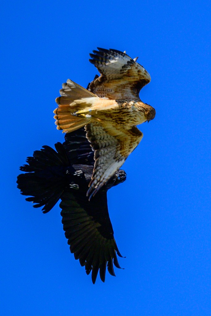 A hawk and a crow flying in tandem against a clear blue sky.