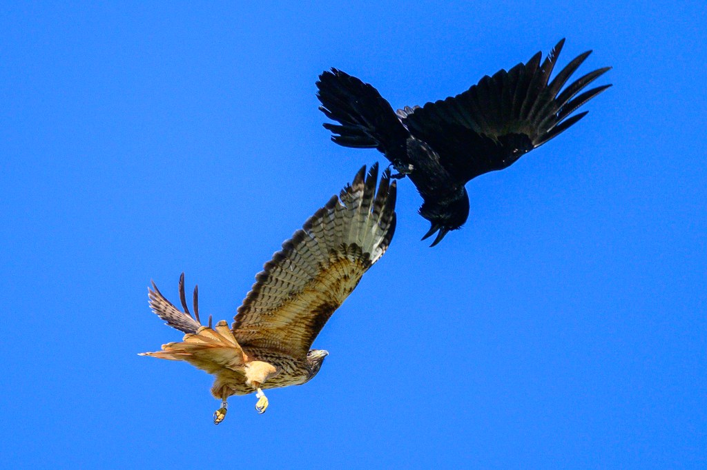 A hawk and a crow are engaged in aerial combat against a clear blue sky.