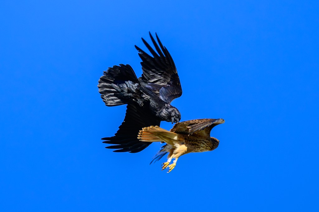 A black bird and a brown hawk are engaging in aerial combat against a clear blue sky.