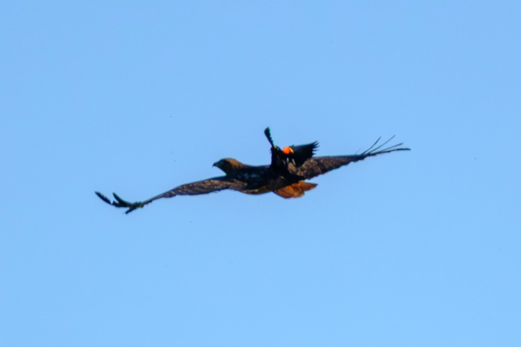 A large bird of prey, possibly an eagle, soaring against a clear blue sky while carrying another bird, depicted in mid-flight.