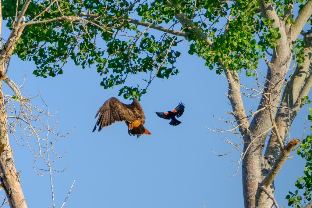 A red-tailed hawk soaring near trees with vibrant green leaves, while a smaller bird flies in the opposite direction.