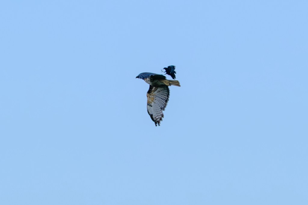 A hawk flying against a clear blue sky, with a smaller bird flying close behind it.