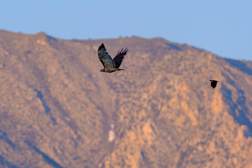 A hawk in flight against a mountainous backdrop, with another bird flying nearby.
