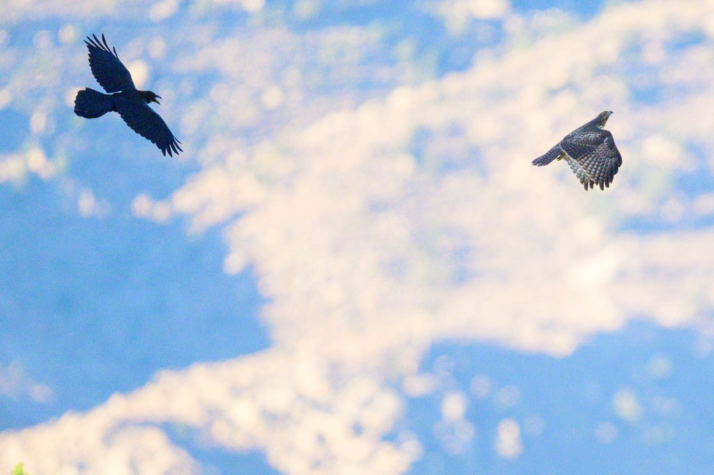 Two birds flying against a blurred natural background.