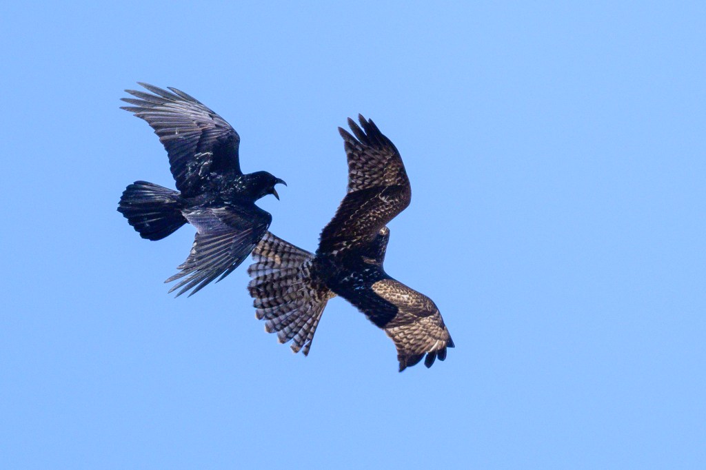 Two birds in flight against a blue sky, showcasing their wings spread wide, one bird appears darker while the other has a patterned feather texture.