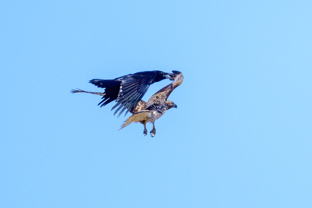 A hawk in mid-flight against a clear blue sky, showcasing its wings and body in motion.