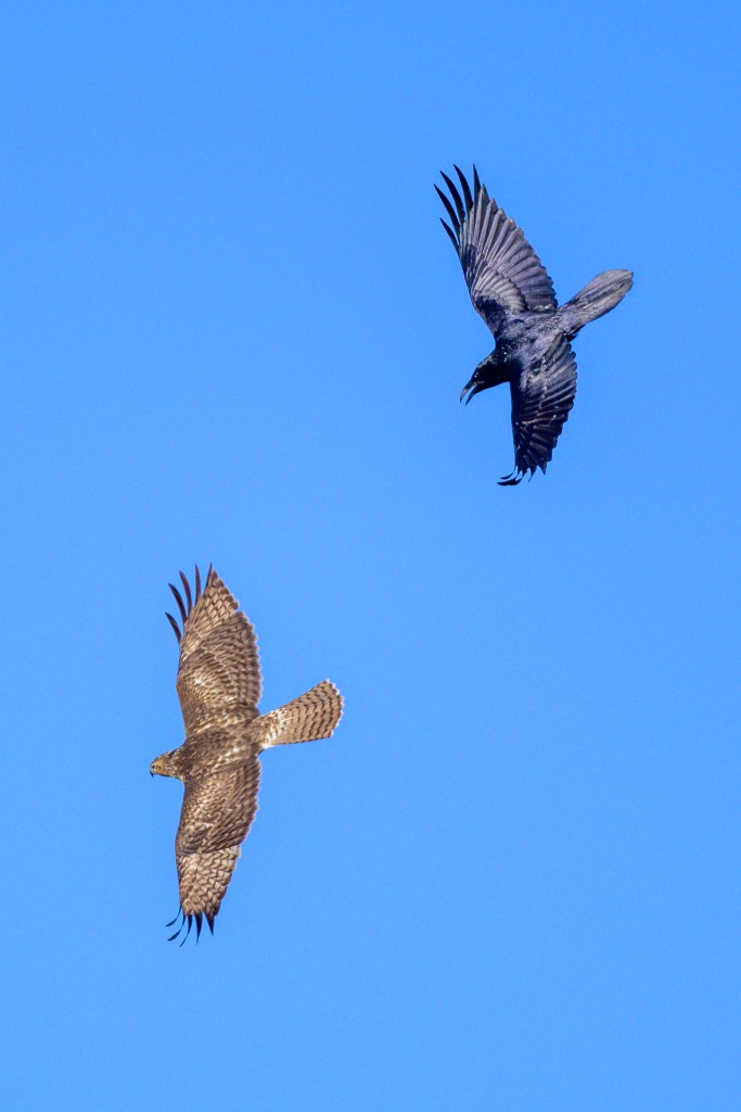 A hawk and a crow flying together against a clear blue sky.