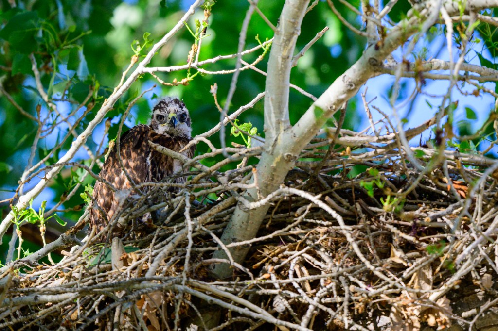 A young hawk perched in a nest among branches, surrounded by green leaves.