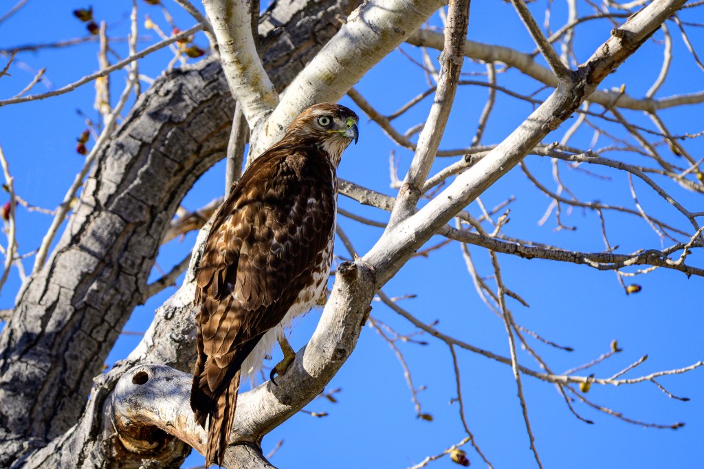 A hawk perched on a branch of a tree against a clear blue sky.