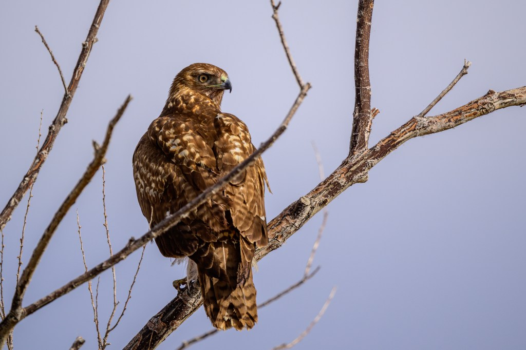 A hawk perched on a bare branch against a soft, cloudy sky.