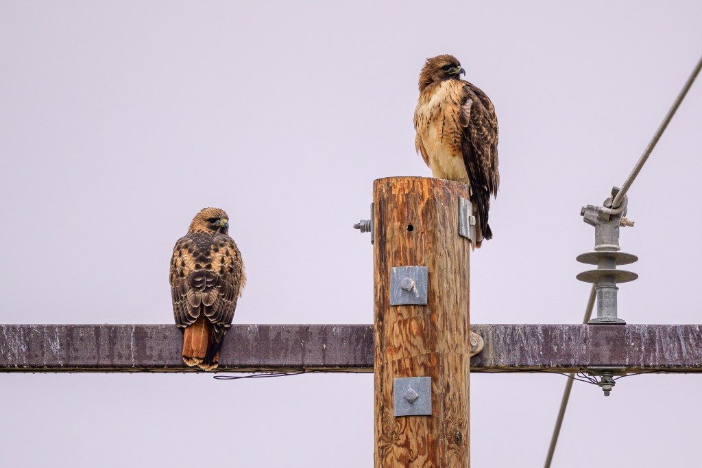 Two hawks perched on a wooden utility pole and crossbeam, with a pale sky in the background.