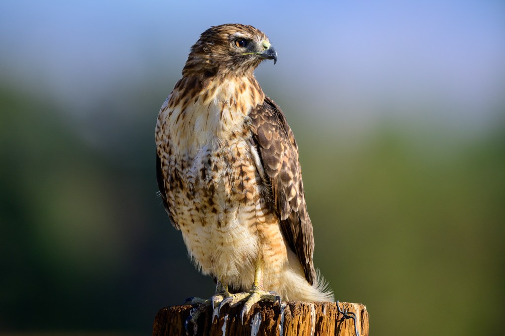 A hawk perched on a wooden stump, with a blurred green background.
