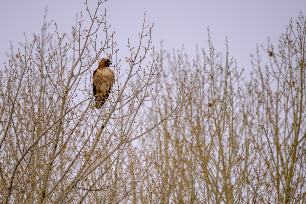 A hawk perched on a bare tree branch among thin, leafless twigs against a pale sky.