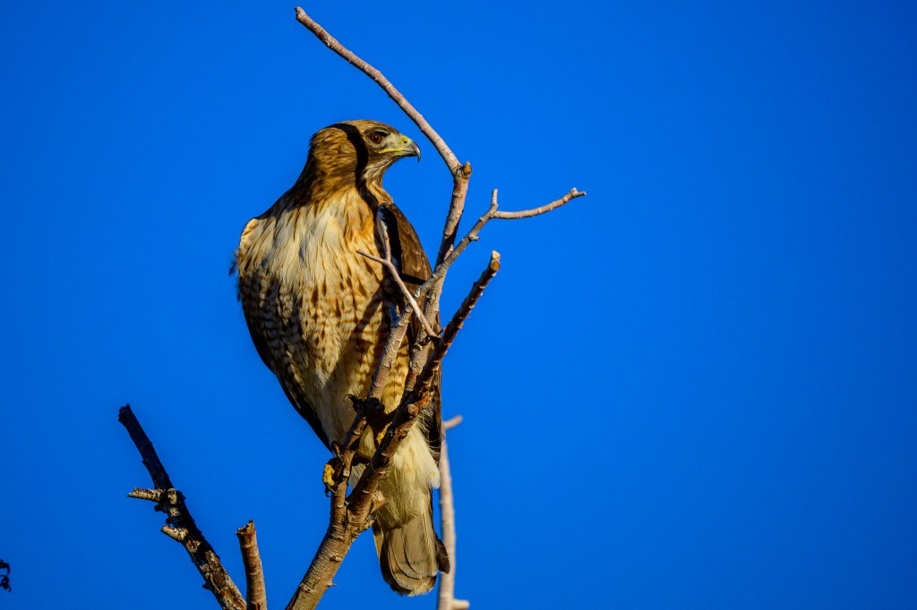 A hawk perched on a tree branch against a clear blue sky.