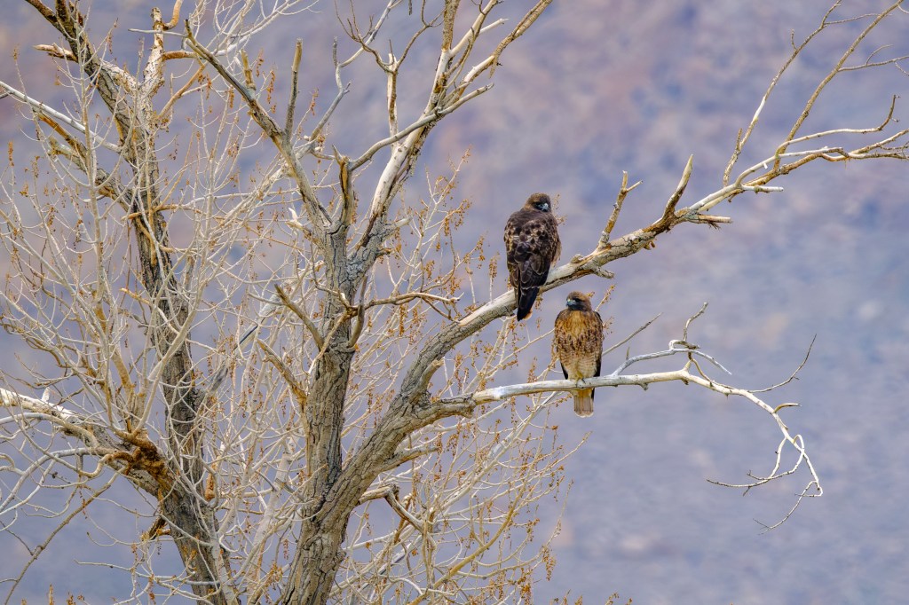 Two hawks perched on a bare tree branch against a blurred mountain background.