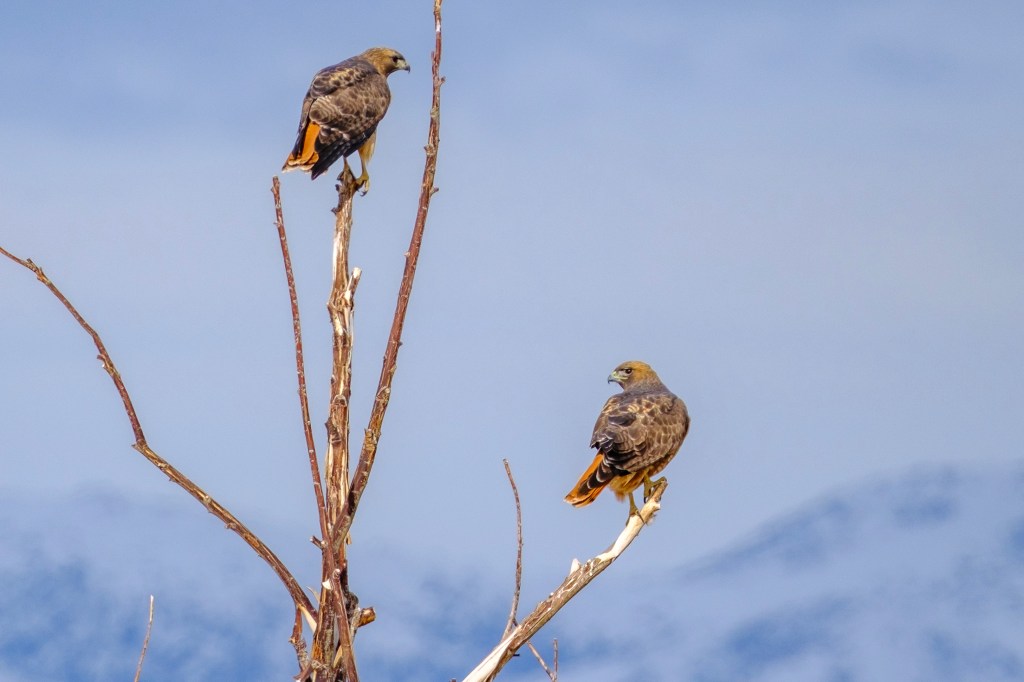 Two hawks perched on a tree branch against a blurred mountainous background.