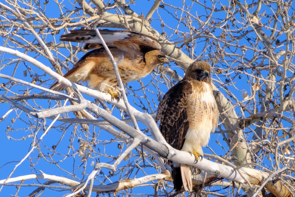 Two hawks perched on a tree branch against a clear blue sky.
