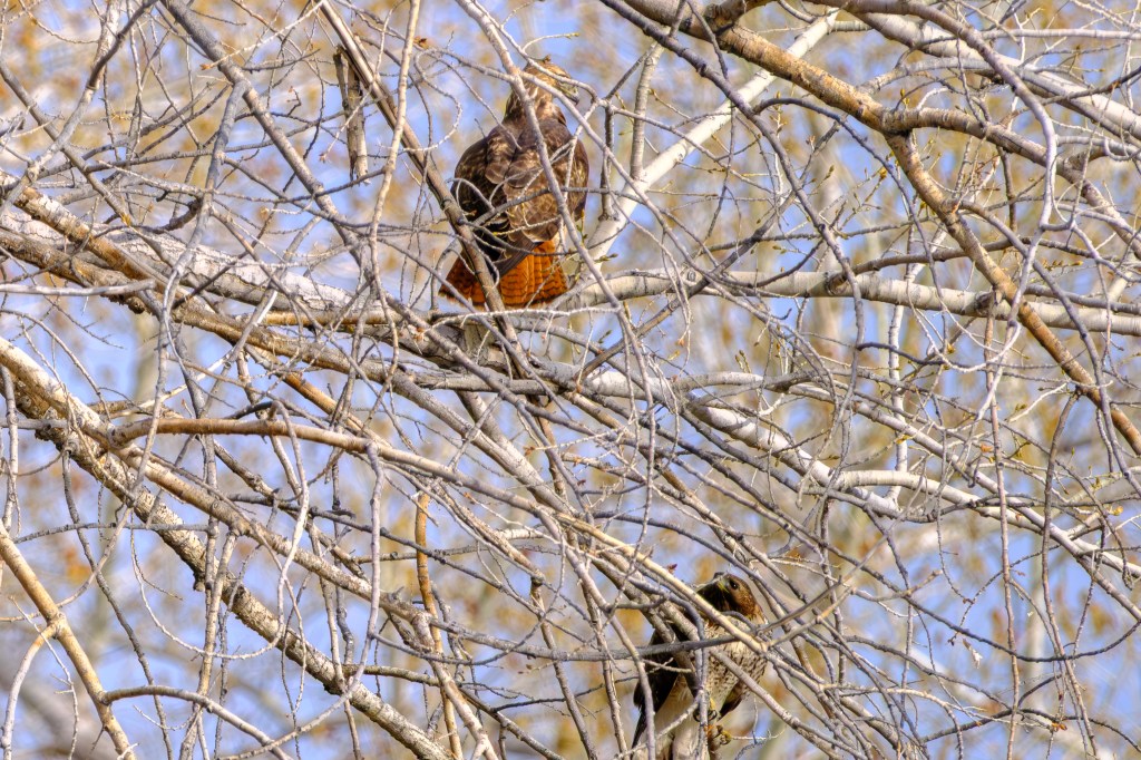 A close-up view of two birds perched among bare branches against a clear blue sky.