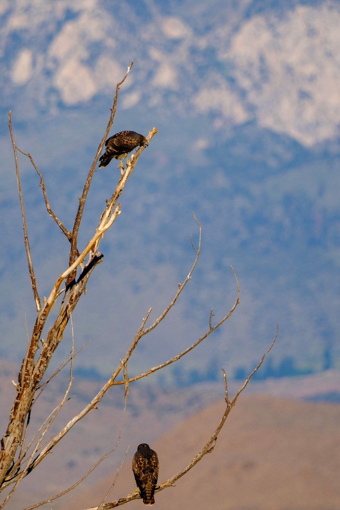 Two hawks perched on a barren tree branch with a blurred mountain landscape in the background.