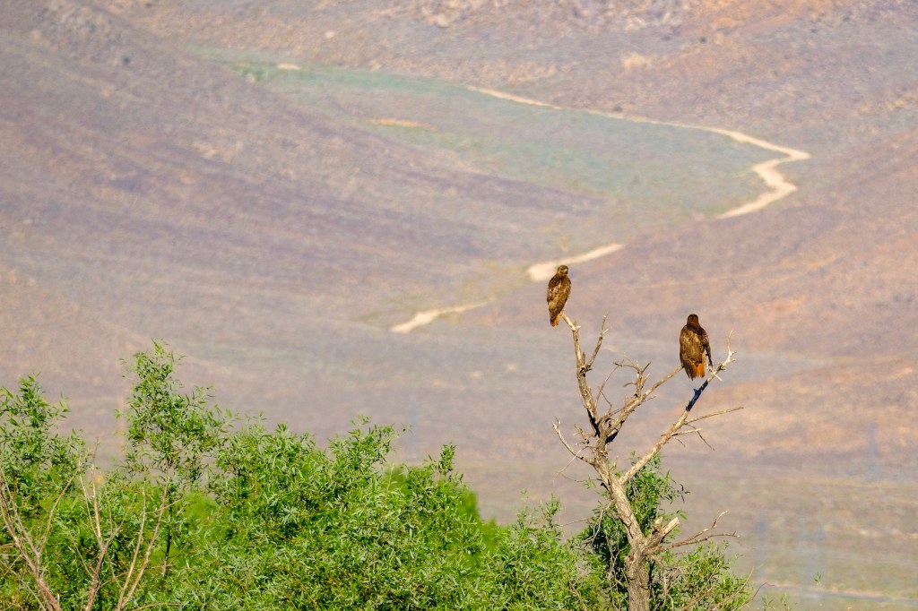 Two birds perched on a bare tree branch overlooking a mountainous landscape with a winding dirt path.