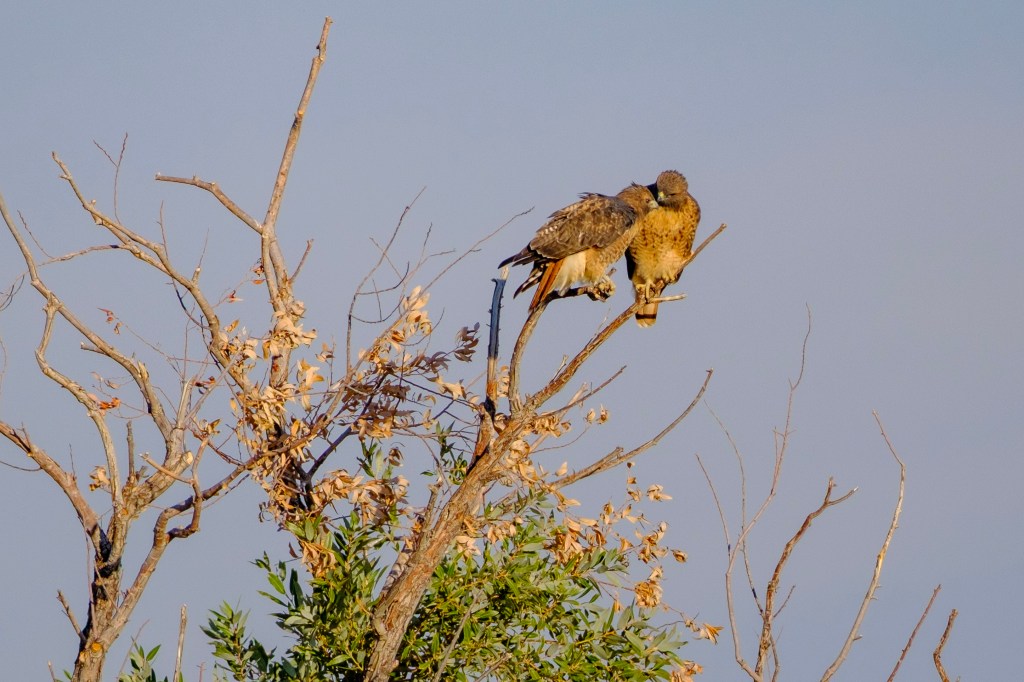 Two hawks perched on a branch of a bare tree against a clear blue sky.