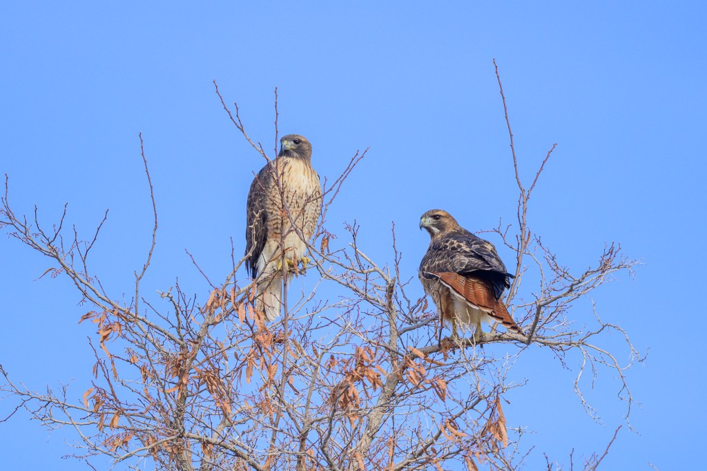 Two hawks perched on a leafless tree branch against a clear blue sky.