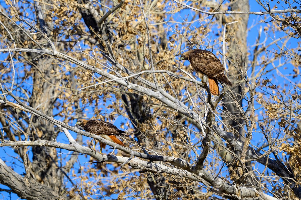 Two hawks perched on bare branches against a clear blue sky.