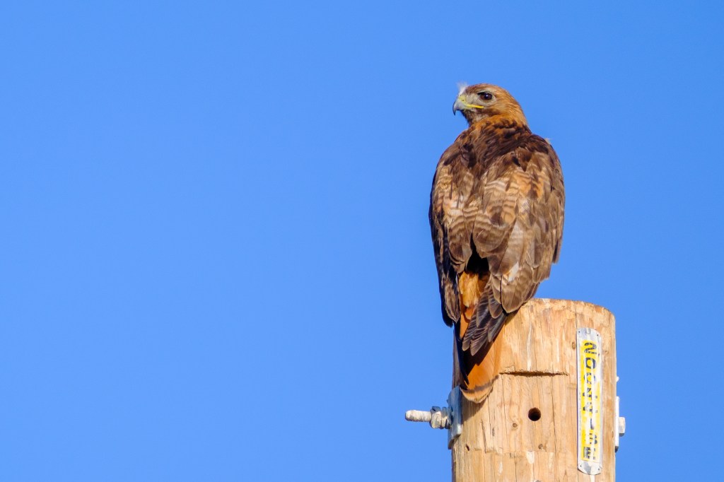 A hawk perched on top of a wooden utility pole against a clear blue sky.