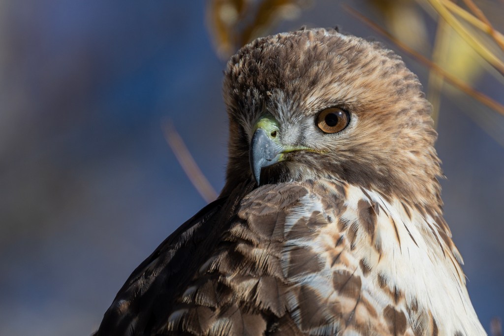 Close-up of a hawk with brown and white feathers, featuring a sharp beak and intense brown eyes against a blurred blue background.