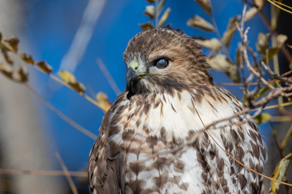 Close-up of a hawk perched among branches, featuring detailed plumage and a sharp gaze against a blurry blue background.