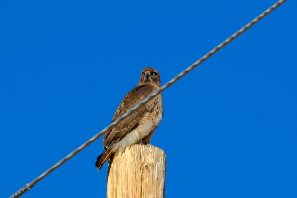 A hawk perched on a wooden post against a clear blue sky.