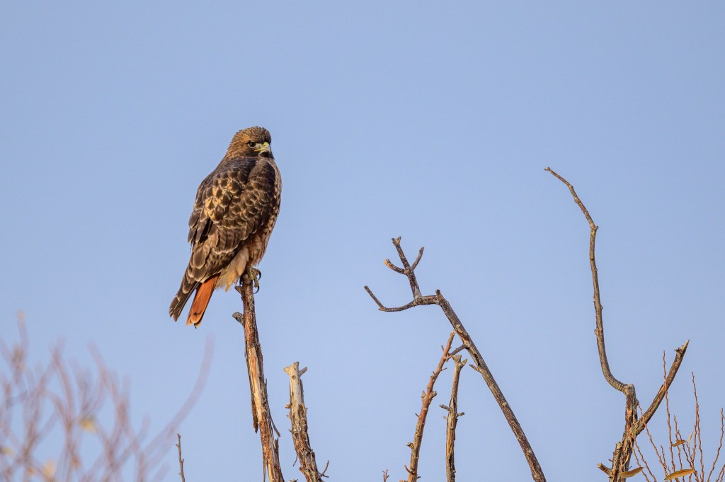 A hawk perched on a branch against a clear blue sky.