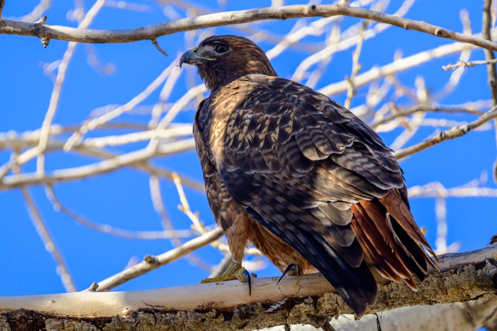 A hawk perched on a branch with a clear blue sky in the background, showcasing its detailed feathers and profile.