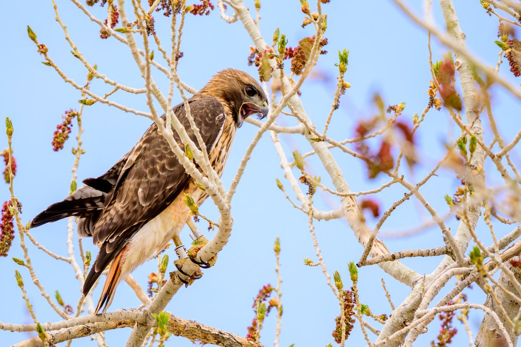 A hawk perched on branches with budding leaves against a clear blue sky.