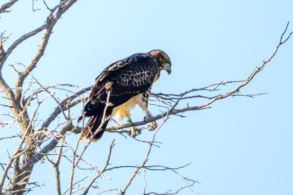 A hawk perched on a bare tree branch against a clear blue sky.