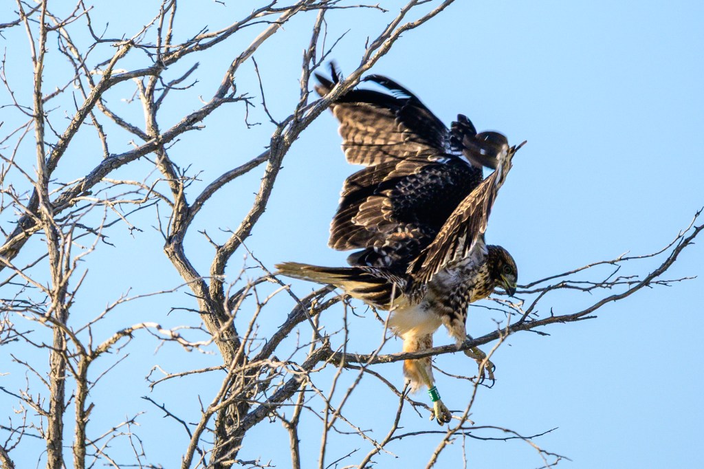 A hawk perched on a bare tree branch with its wings partially spread against a clear blue sky.