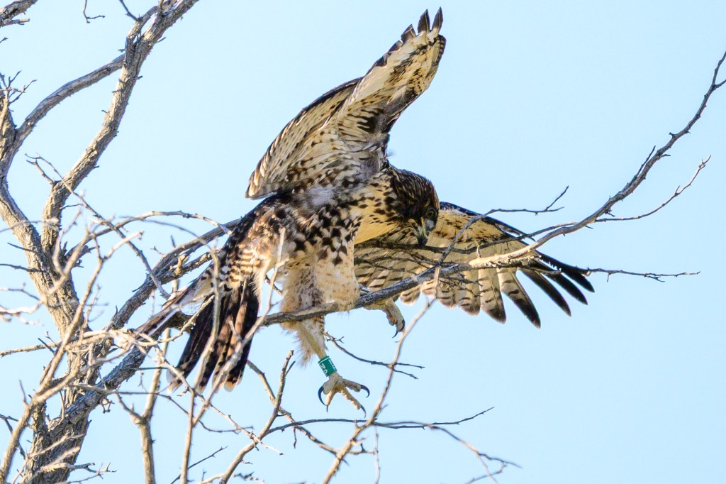 A hawk perched on a branch, preparing to take flight against a clear blue sky.