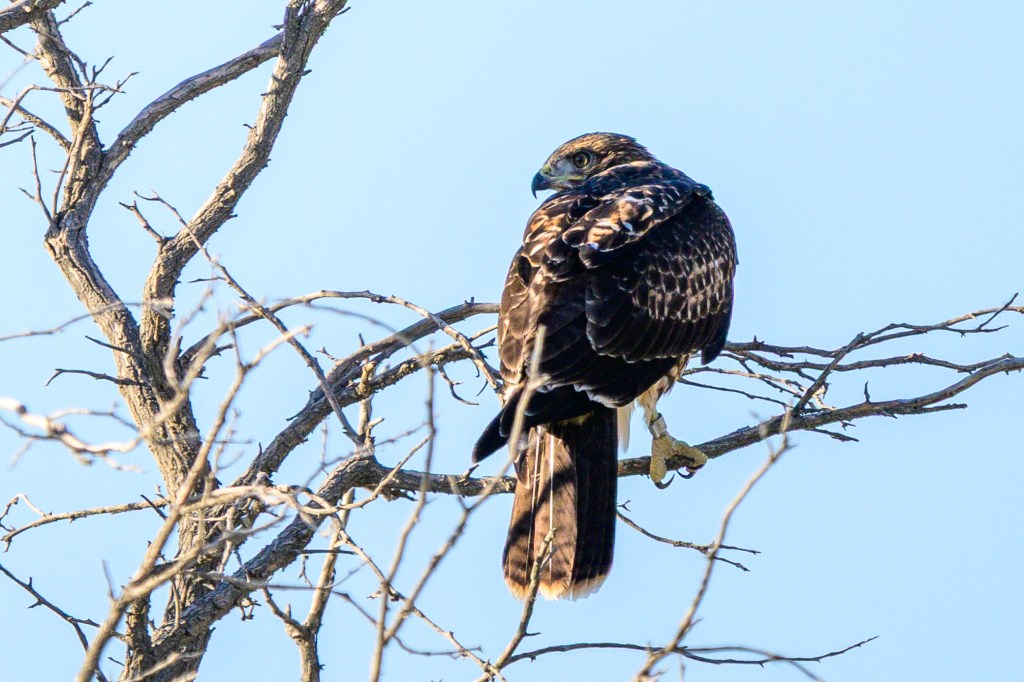 A perched hawk on a bare branch against a clear blue sky.