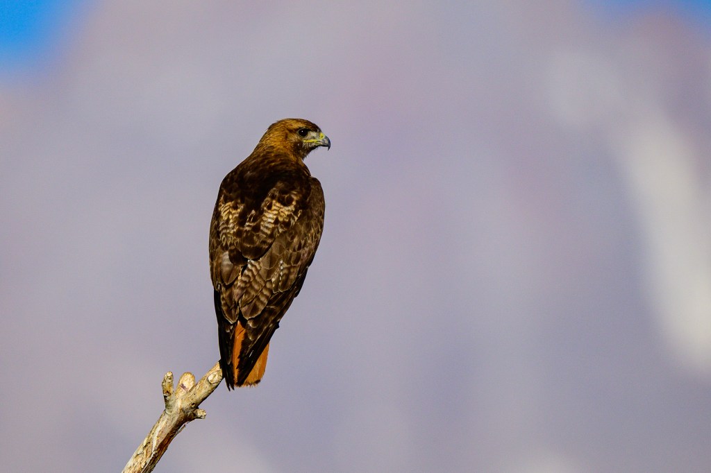 A hawk perched on a branch, facing away from the camera, with a blurred background.