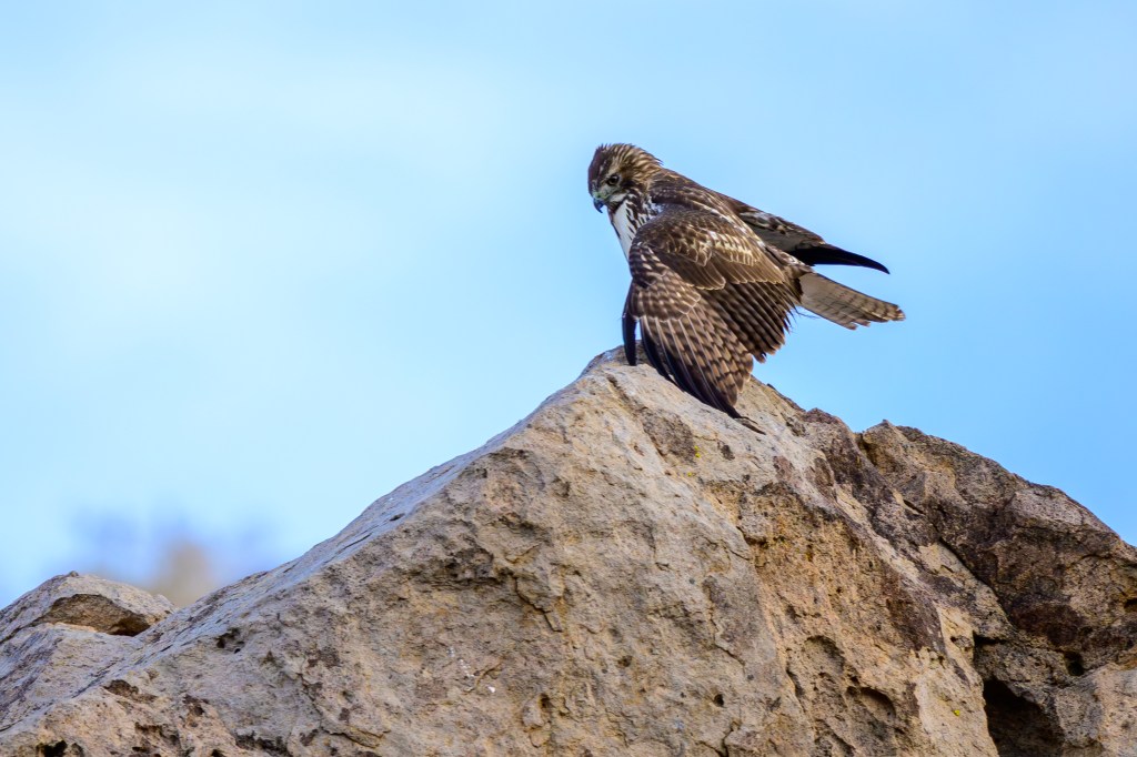 A hawk perched on a rocky outcrop, with wings partially spread and a blue sky in the background.