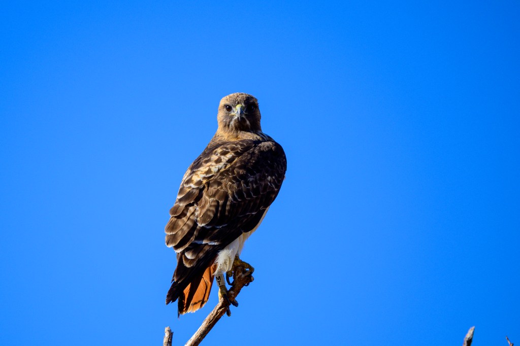 A hawk perched on a tree branch, looking directly at the camera against a clear blue sky.