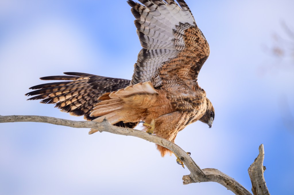 A hawk perched on a tree branch, spreading its wings, against a blue sky.