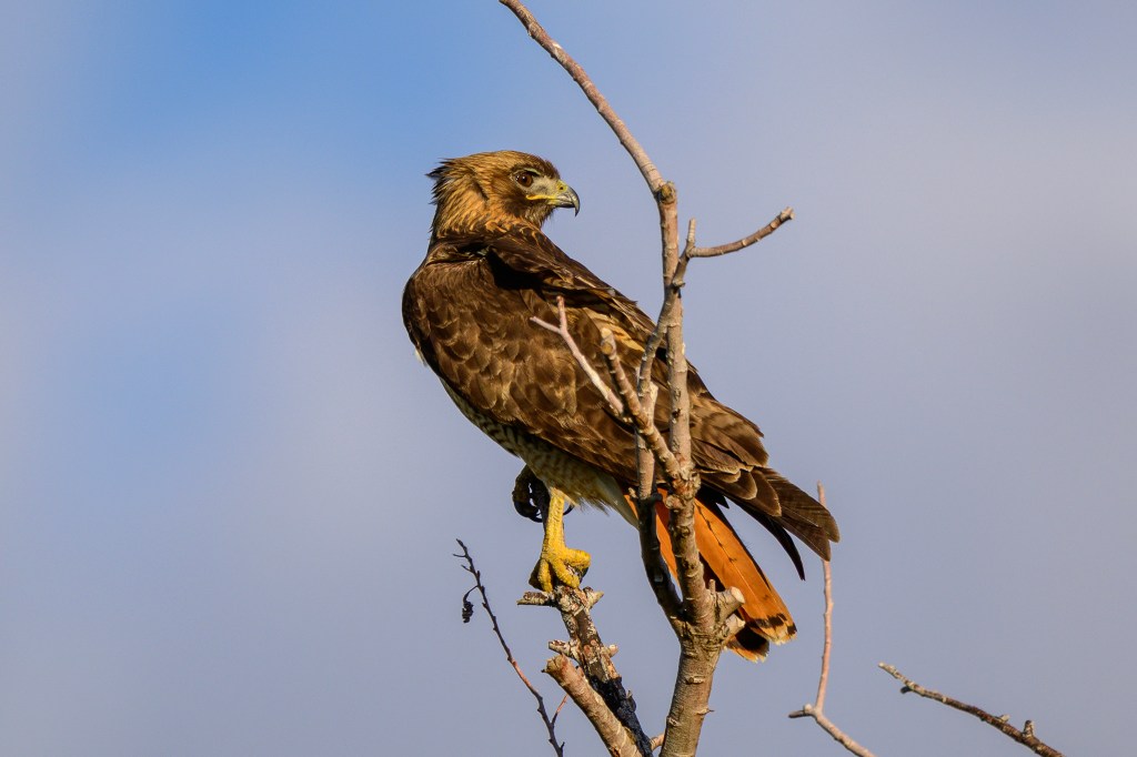 A hawk perched on a bare branch, looking to the side against a blue sky.