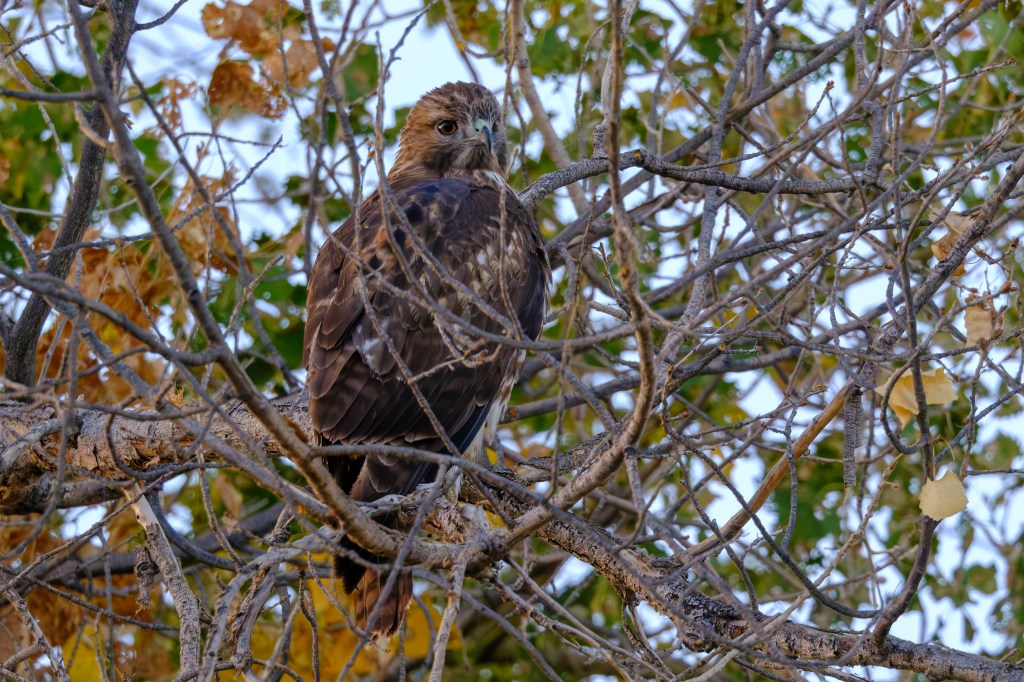A hawk perched on a tree branch, surrounded by autumn leaves and bare twigs.