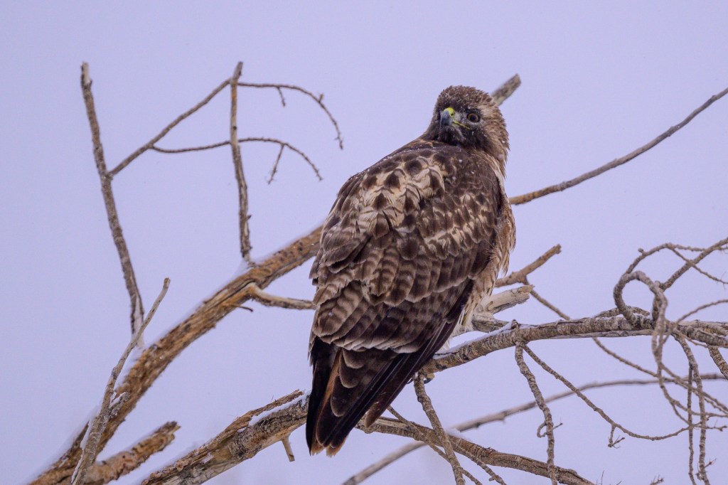 A hawk perched on a branch, looking back over its shoulder against a pale background.