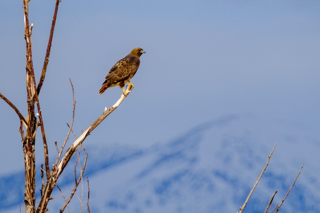 A hawk perched on a branch with a mountainous landscape in the background.