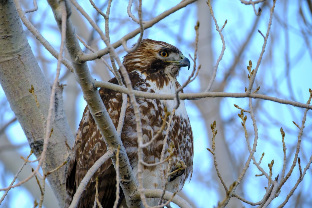 A hawk perched on a branch among fine tree limbs, with a blurred blue sky in the background.